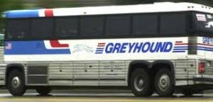greyhound